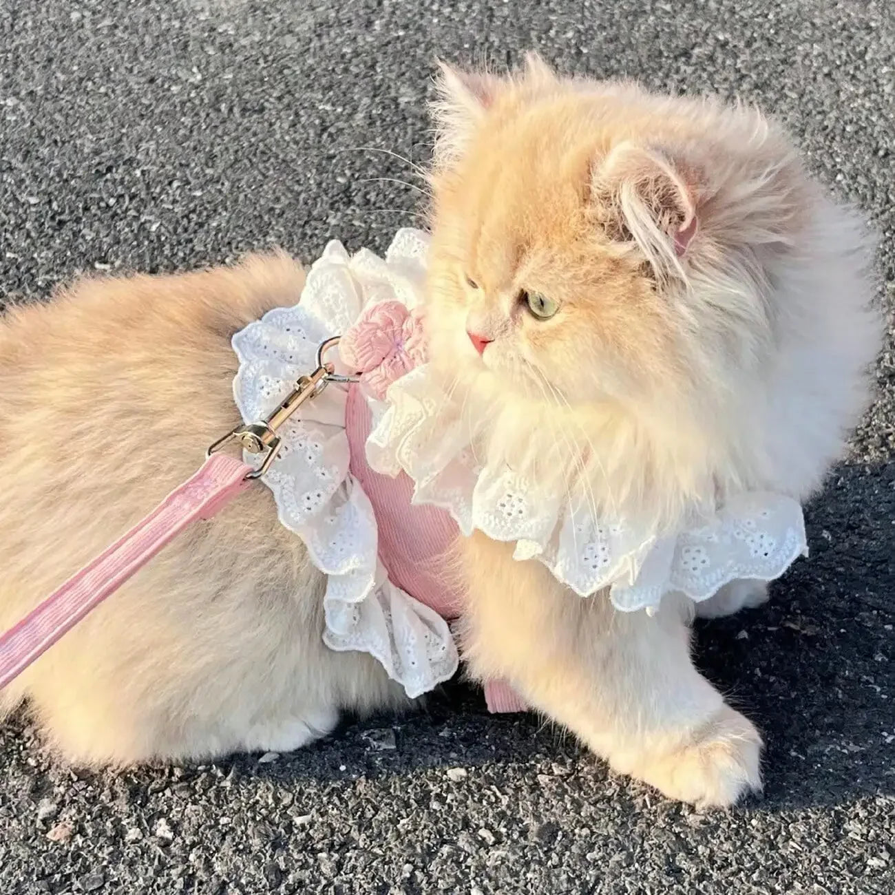 Floral Lace Pet Harness Dress with Matching Leash, Ruffle Princess Style, Breathable Fabric. Cute decorative outfit for small dogs and cats, comfortable walking harness for outdoor strolls, photo shooting and daily wearing