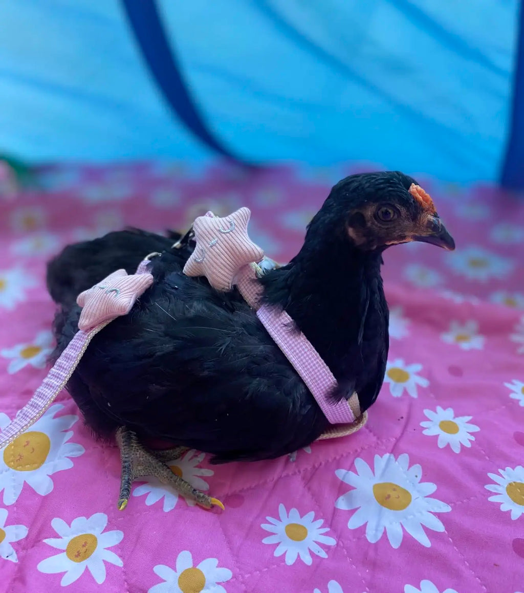 Pink&Blue Adjustable Chicken Harness Leash Set, Easy Wear Star Vest, Duck Harness for Duck Goose（2Pcs）