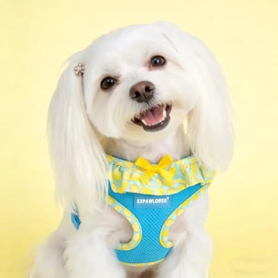 Cute Dog Harness Collar Leash Set - Blue Girl Dog Harness Checke Step-in Design, Adjustable No-Choke Lightweight Mesh Vest for