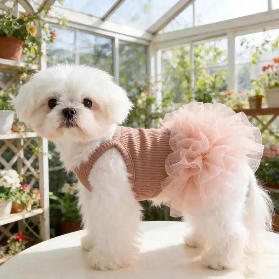 Ballet Tulle Dress