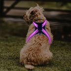 8 Color LED Pet Dog Luminous Harness Rechargeable Flashing Light Up Night Safety Dog Vest Harness New Style