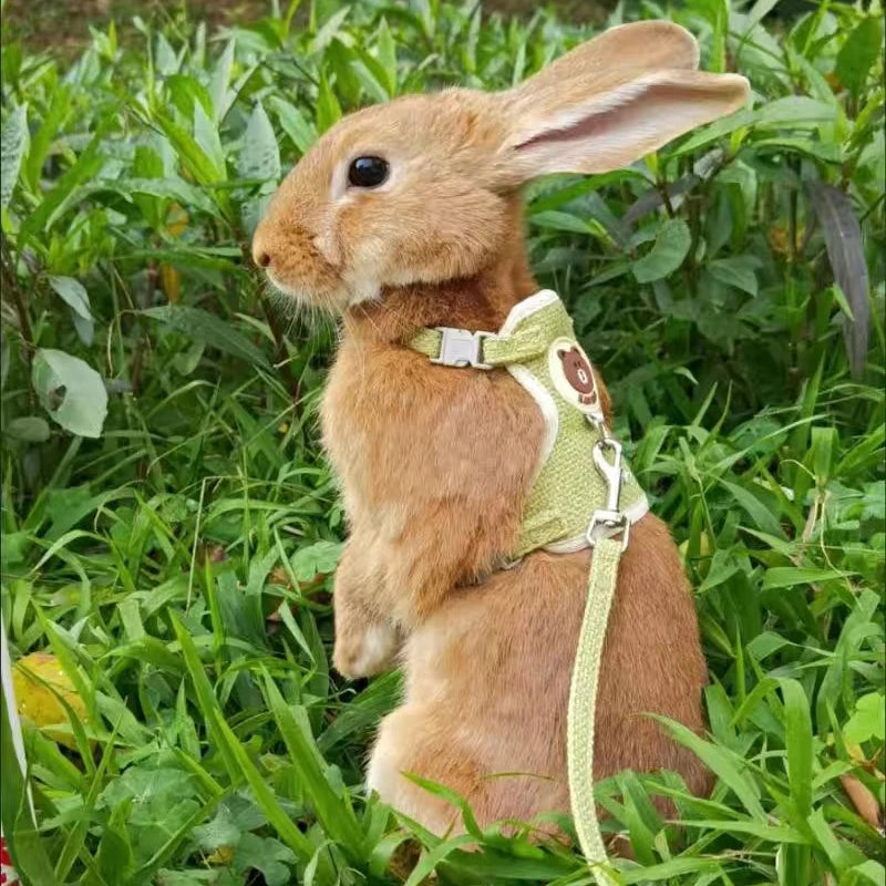 Mincy Pets Rabbit Harness & Leash Set for Outdoor Walking product photo.