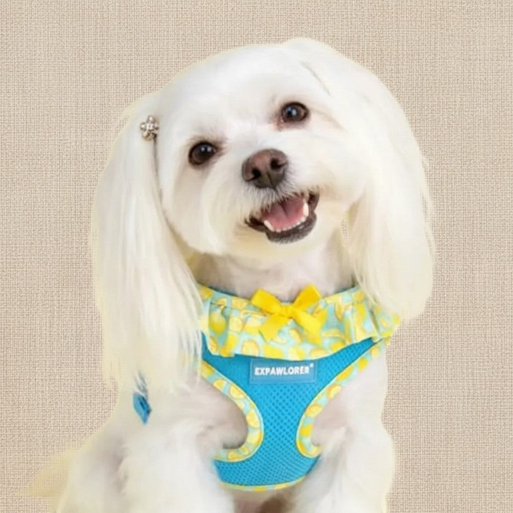 Mincy Pets blue mesh dog harness with yellow lemon print ruffle and bow on a white puppy