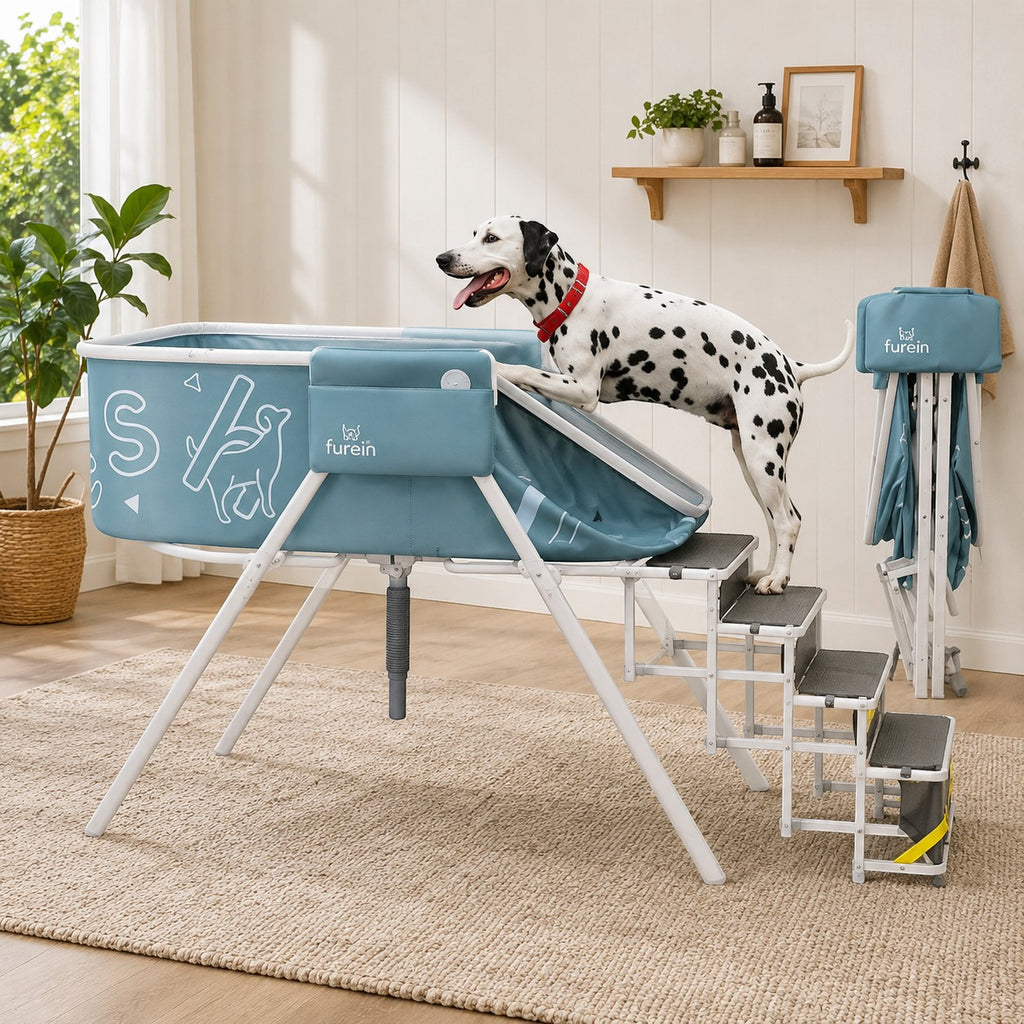 Mincy Pets elevated blue dog bath tub with foldable stairs and a Dalmatian standing on the steps in a bright room