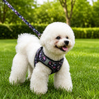 Mincy Pets floral print dog harness and leash set on a white Bichon Frise walking in a green park