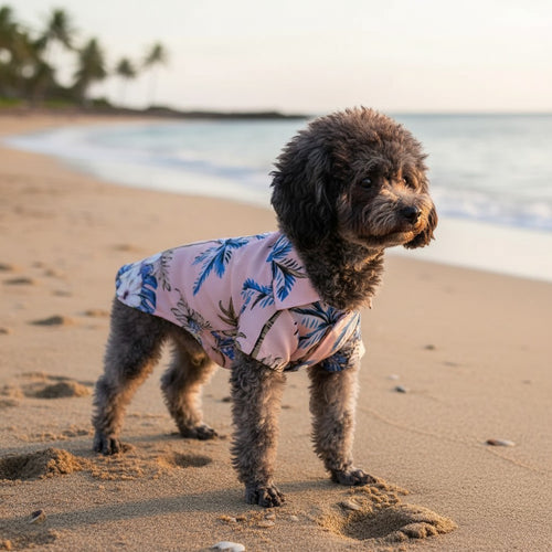 Mincy Pets tropical print Aloha shirt on a small curly-haired dog standing on a sandy beach at sunset.